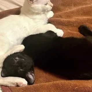A baby small-sized male Black Domestic Short Hair cat named Dudley for adoption in Los Angeles, CA