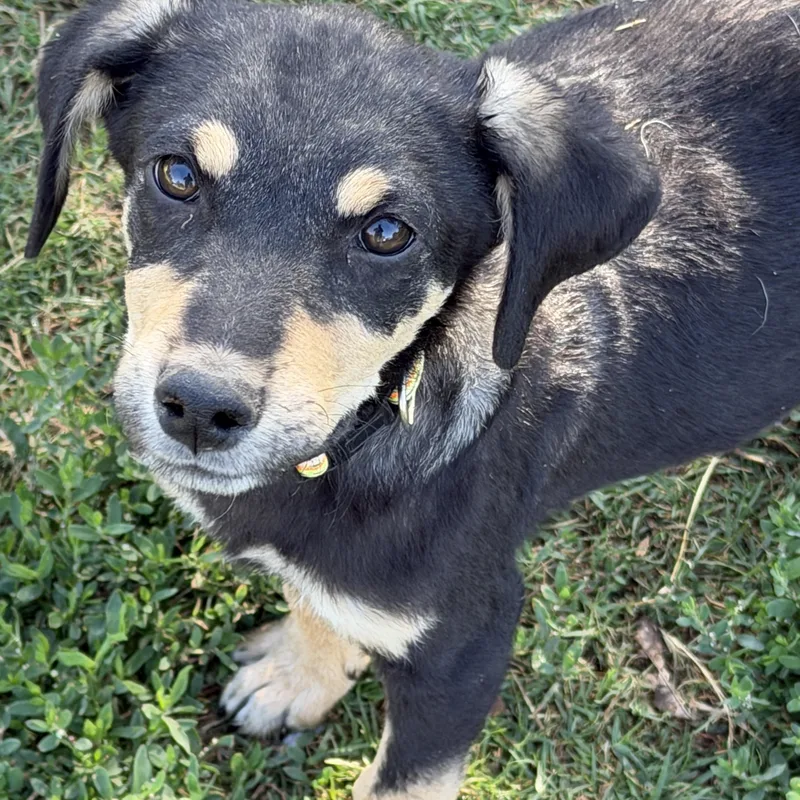 A baby medium-sized female Black Australian Kelpie dog named Hansel for adoption in Gilbert, AZ