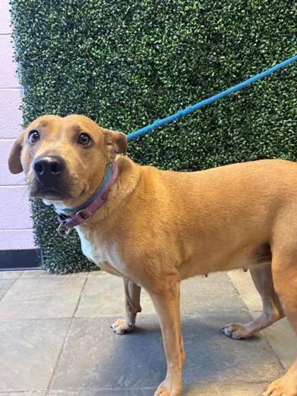 An adult large-sized female Red / Chestnut / Orange Mixed Breed dog named Maddie for adoption in El Paso, TX