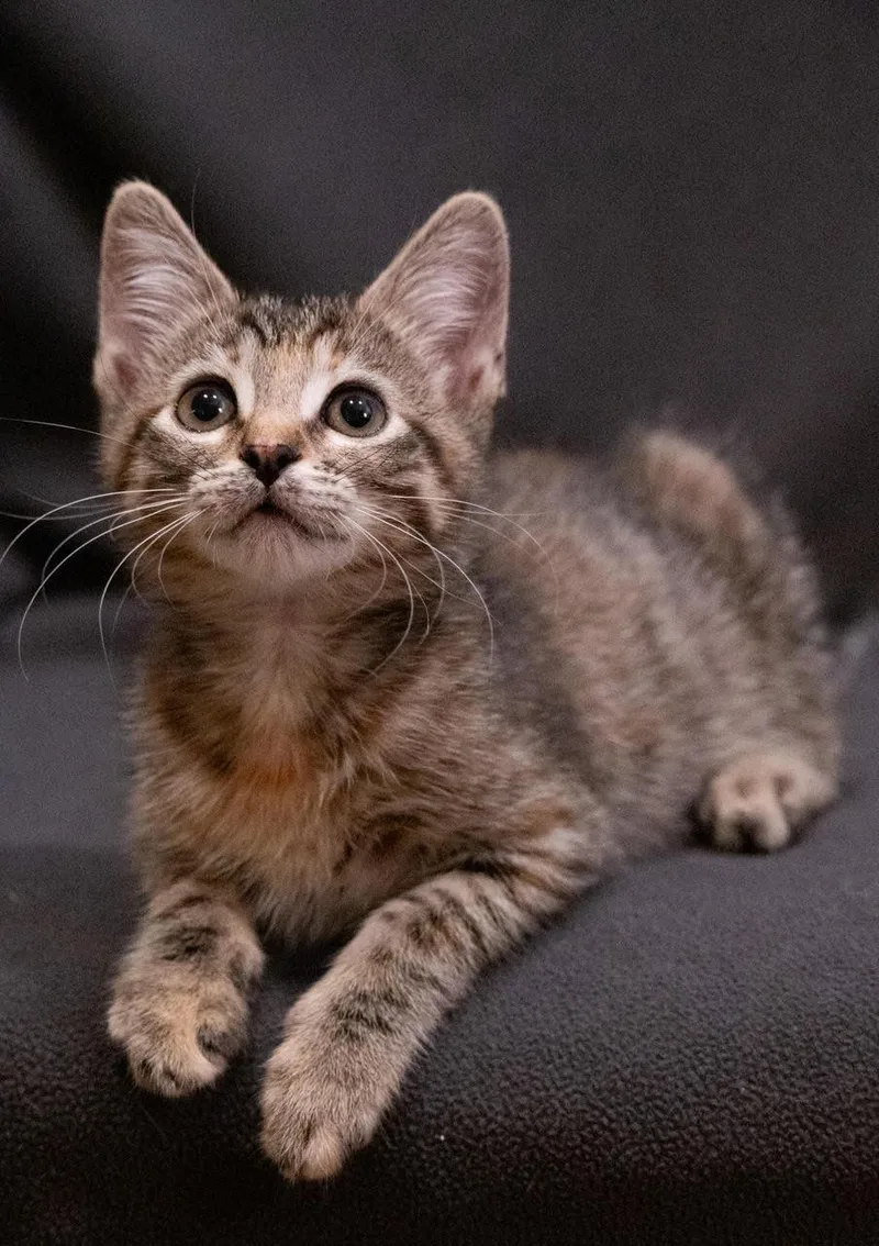 A baby small-sized female Brown / Chocolate Domestic Short Hair cat named Penny for adoption in Oakland, CA