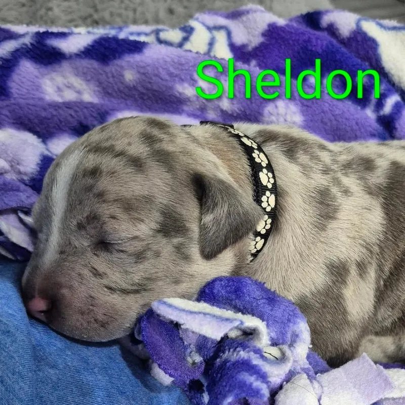 Sheldon