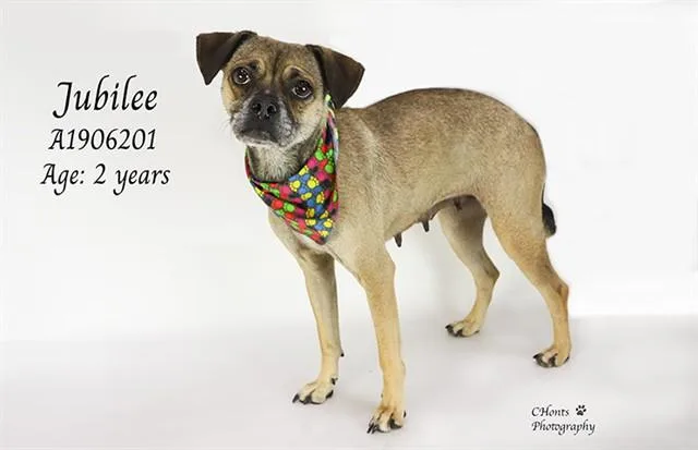 A young small-sized female Pug dog named Jubilee for adoption in Thousand Palms, CA