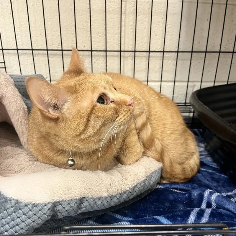 An adult large-sized female Orange / Red Domestic Short Hair cat named Scully for adoption in Rocky Mount, VA