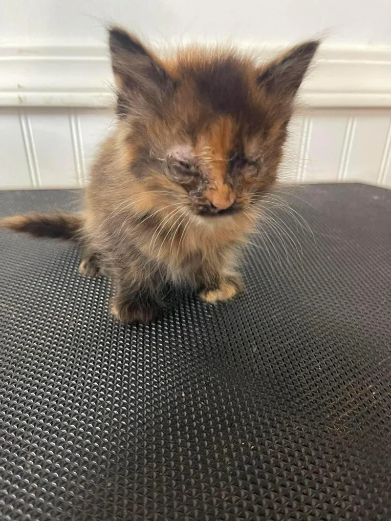 A baby small-sized female Domestic Short Hair cat named Sarabi for adoption in Clymer, PA