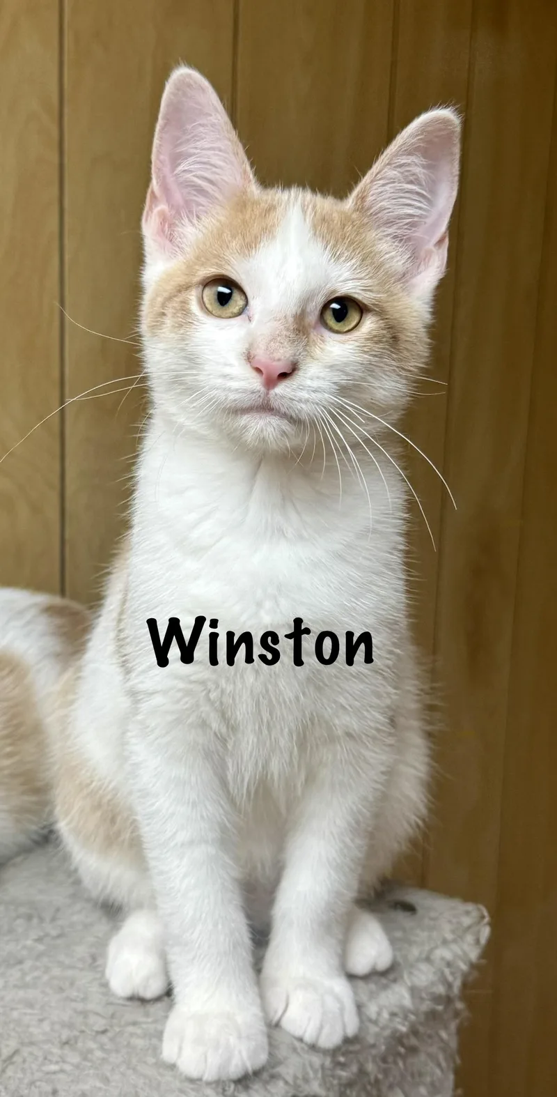 A baby medium-sized male Buff & White Domestic Short Hair cat named Winston for adoption in Frewsburg, NY