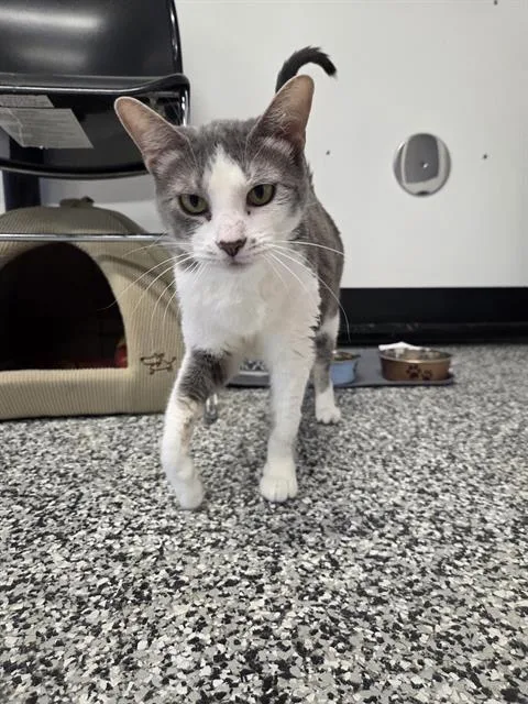 An adult medium-sized female Domestic Short Hair cat named Ella for adoption in Palmetto, FL