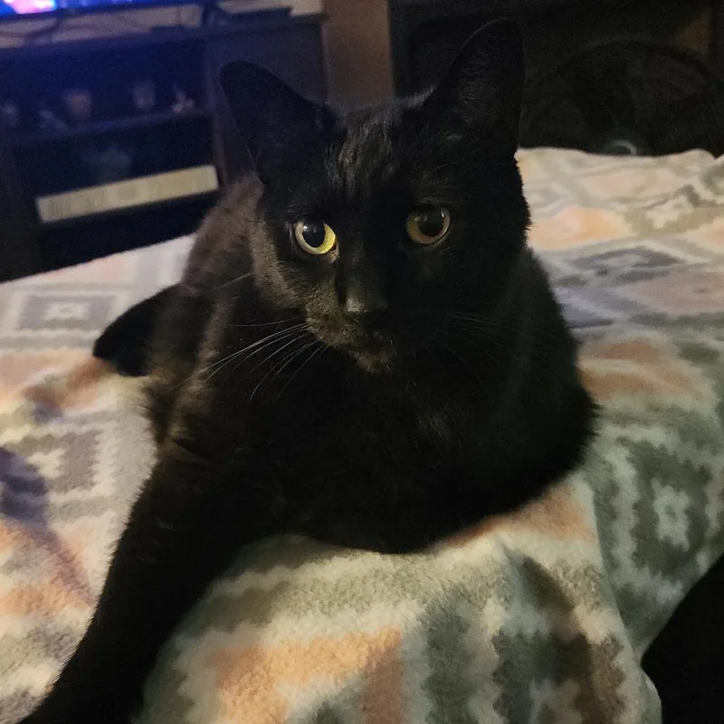 Phat Panther