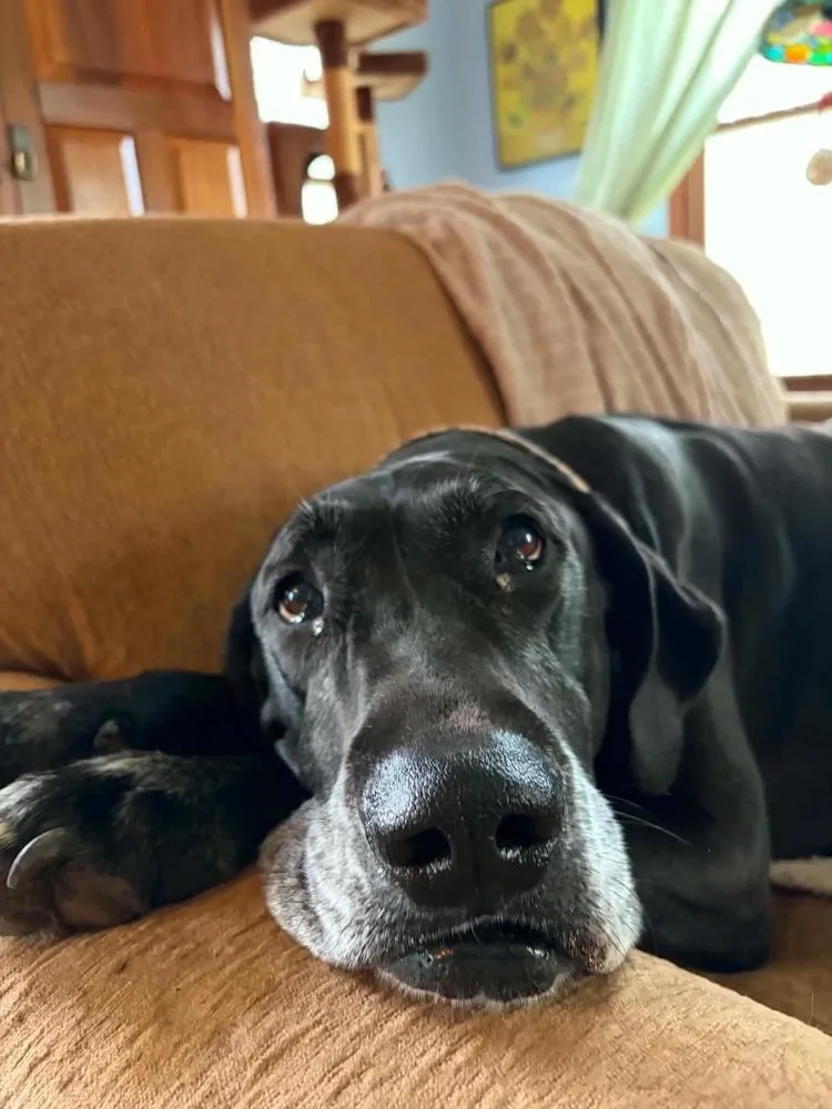 Mavis Aka Gracie thumbnail 4