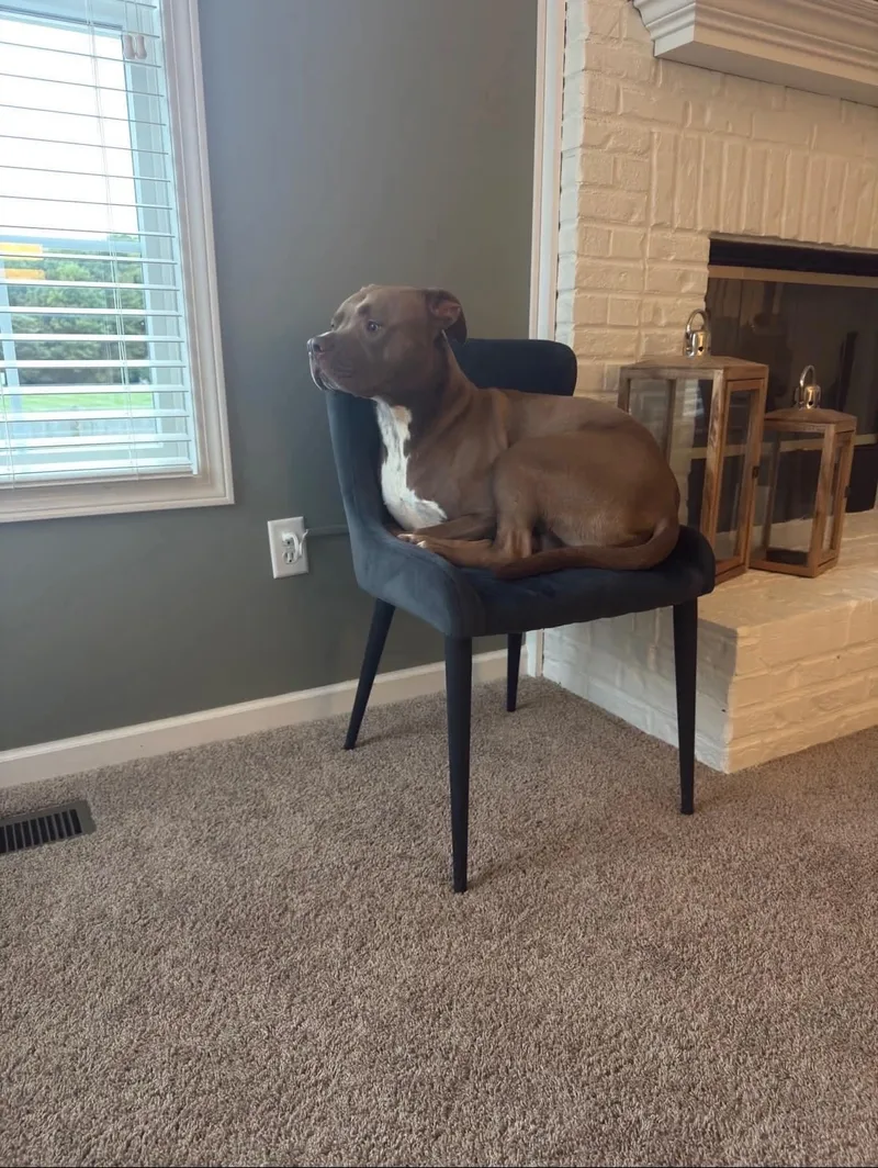An adult medium-sized male Pit Bull Terrier dog named Auggie for adoption in Germantown, OH
