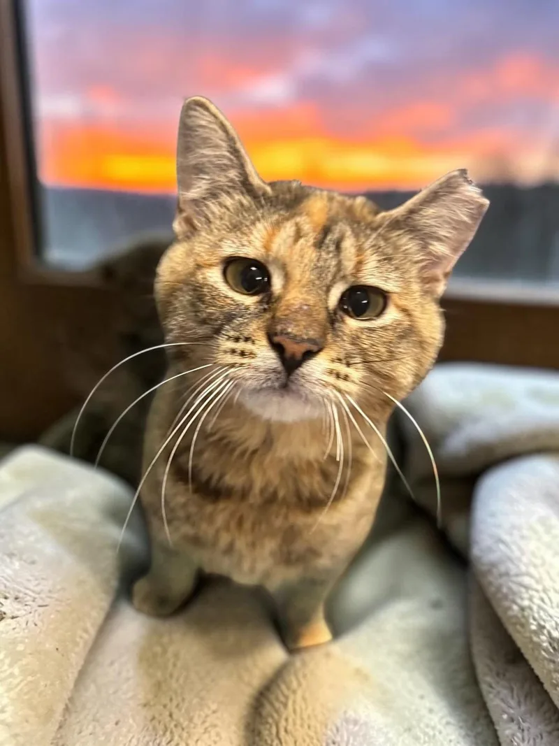 An adult medium-sized female Domestic Short Hair cat named Nutmeg for adoption in Champaign, IL