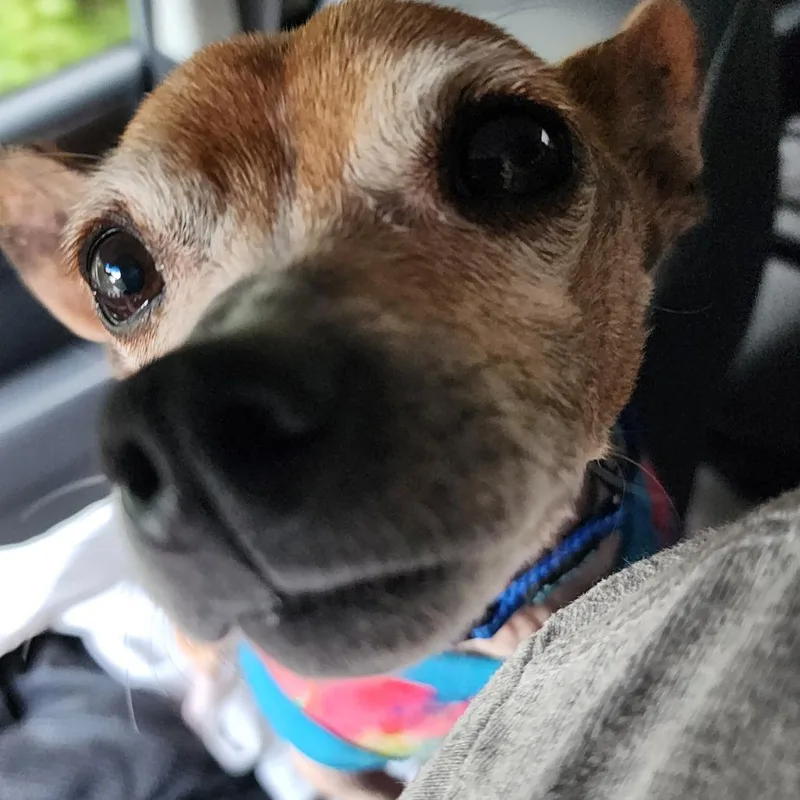 An adult small-sized male Chihuahua dog named Hamster for adoption in Blairsville, GA