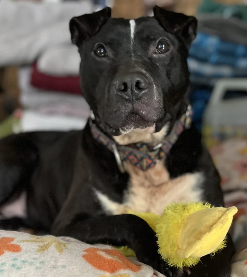 An adult large-sized male American Staffordshire Terrier dog named Machomans for adoption in Portland, ME