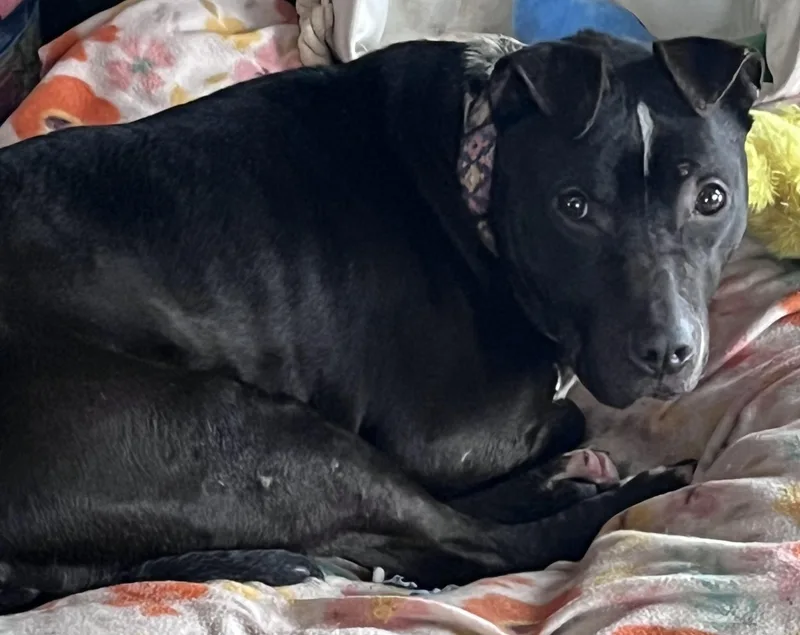 Machomans thumbnail 6