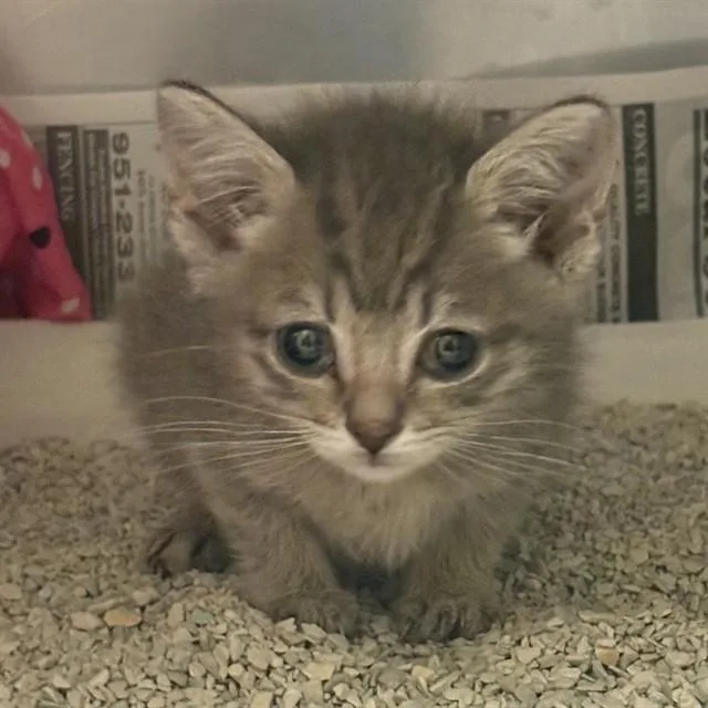 A baby small-sized female Domestic Short Hair cat named Capricorn for adoption in Riverside, CA