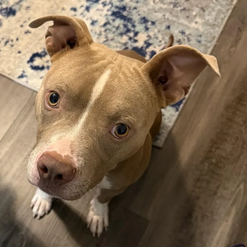 A young medium-sized male American Staffordshire Terrier dog named Koda for adoption in Enterprise, AL