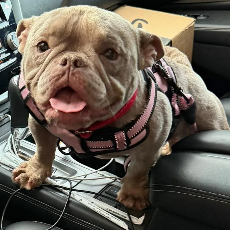 A young small-sized female French Bulldog dog named Willow for adoption in Columbus, OH