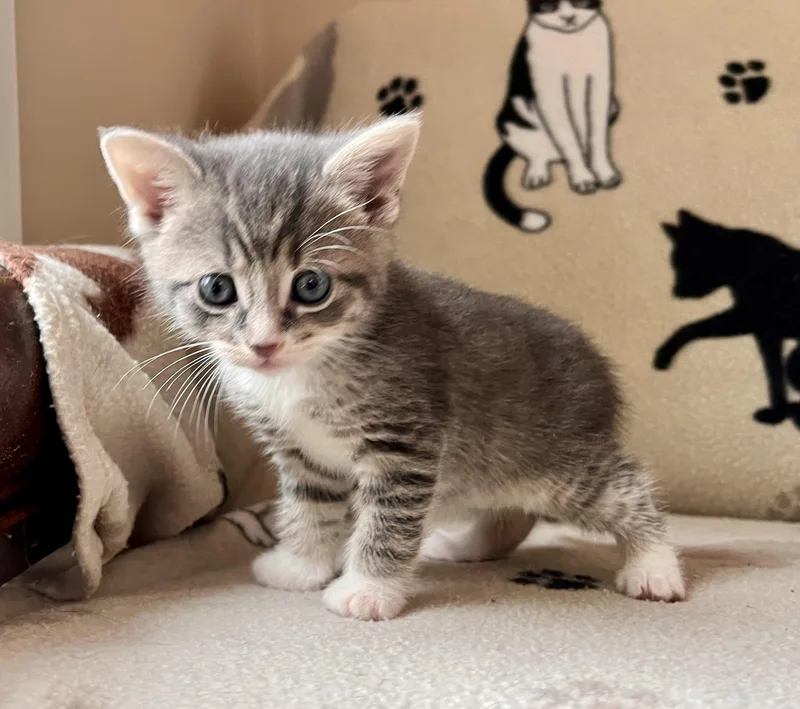A baby small-sized male Domestic Short Hair cat named Lynyrd Skynrd for adoption in Hershey, PA