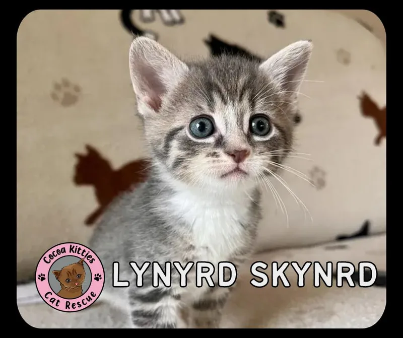 Lynyrd Skynrd thumbnail 3