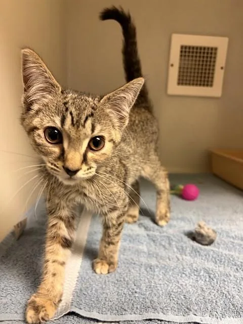 A baby small-sized female Domestic Short Hair cat named Muffin for adoption in Statesville, NC