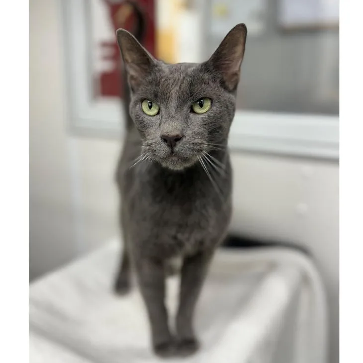 Leonardo thumbnail 2