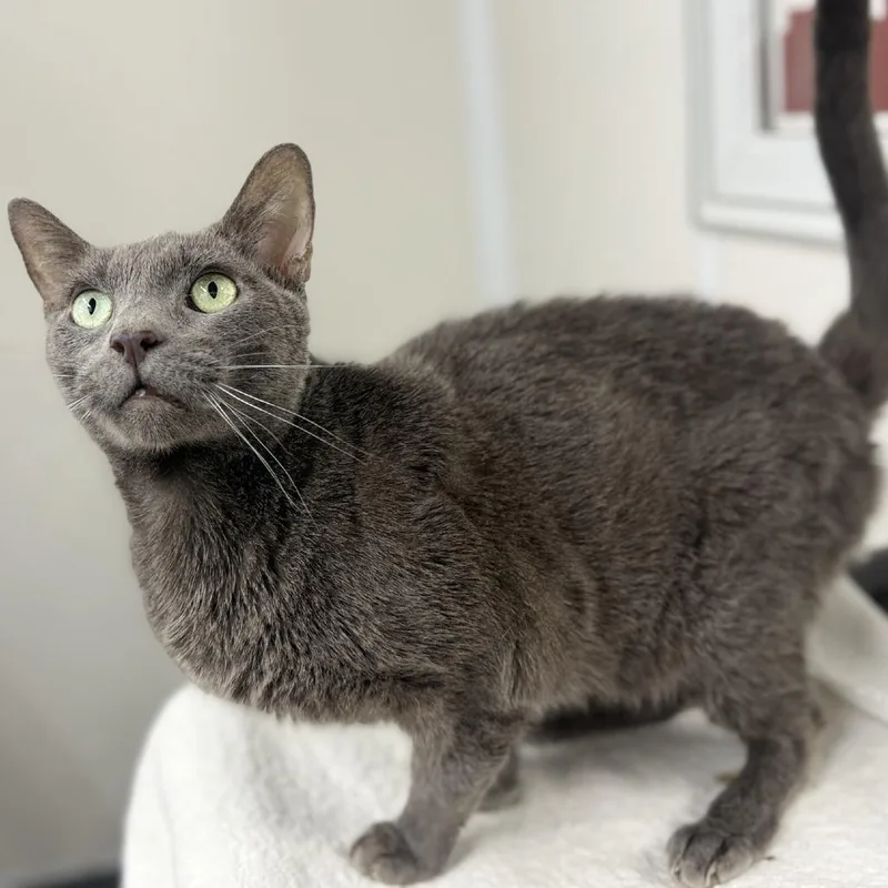 Leonardo thumbnail 4