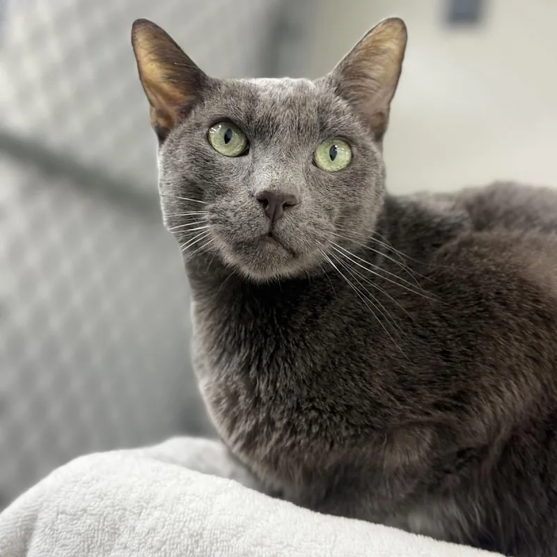 Leonardo thumbnail 5