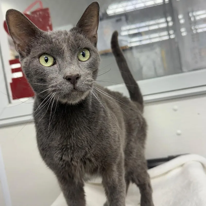 Leonardo thumbnail 6