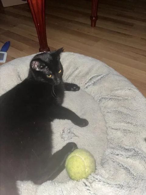 A young medium-sized female Domestic Short Hair cat named Marry for adoption in St. Albans, VT
