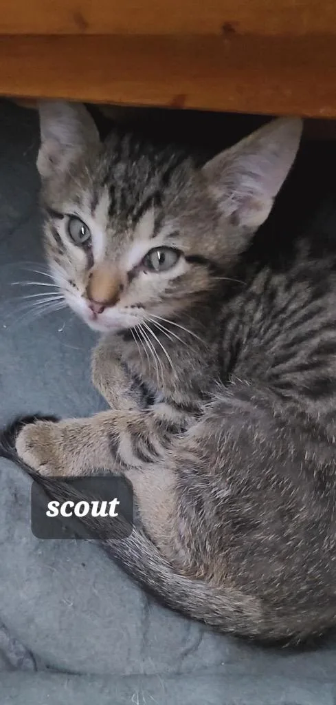 Scout
