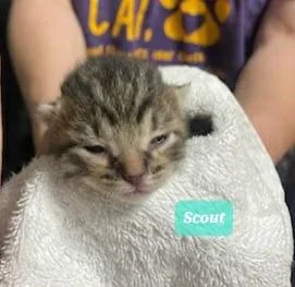 Scout thumbnail 2