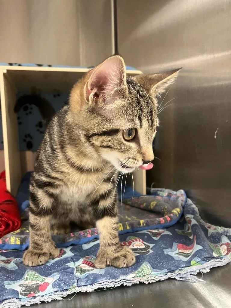 A baby small-sized male Domestic Short Hair cat named Big Foot for adoption in Lunenburg, MA