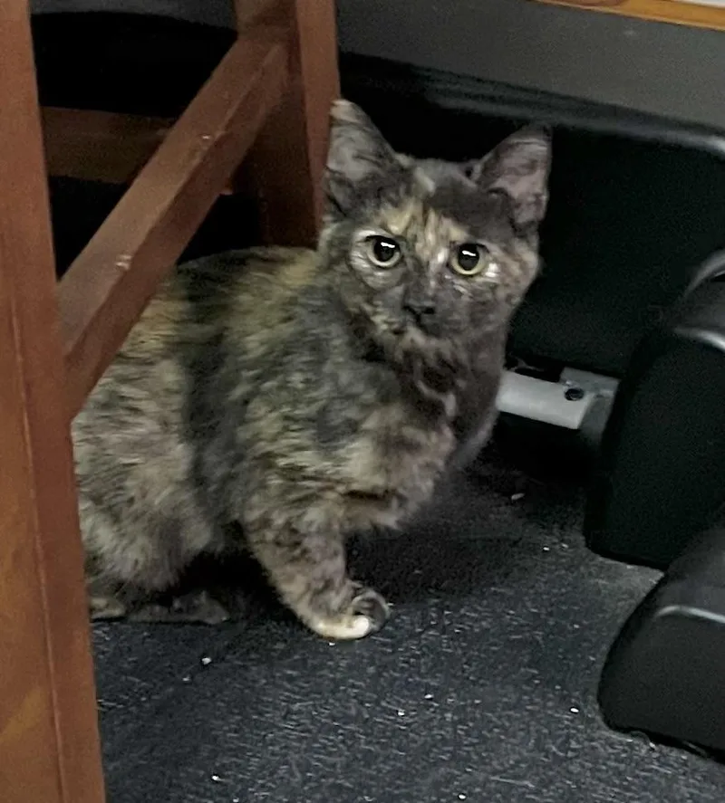 A baby small-sized female Calico Domestic Short Hair cat named Toffee for adoption in Faribault, MN