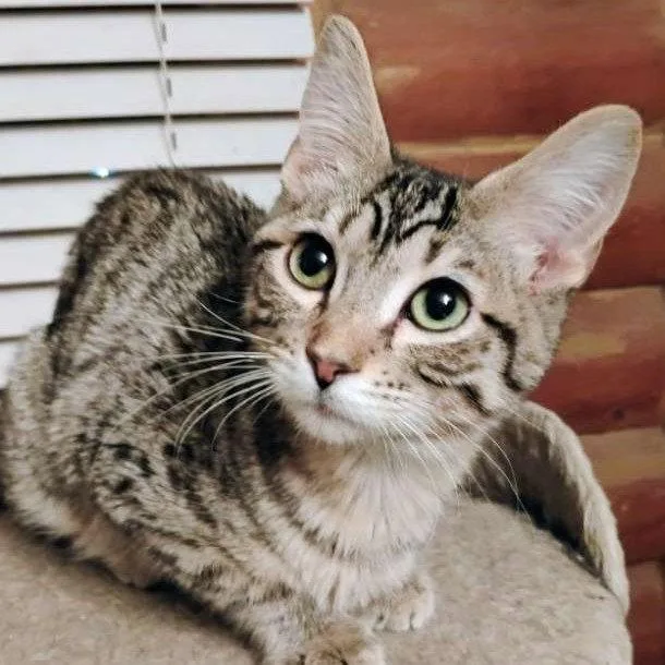 A baby medium-sized male Domestic Short Hair cat named Mr. Bingley for adoption in Laramie, WY