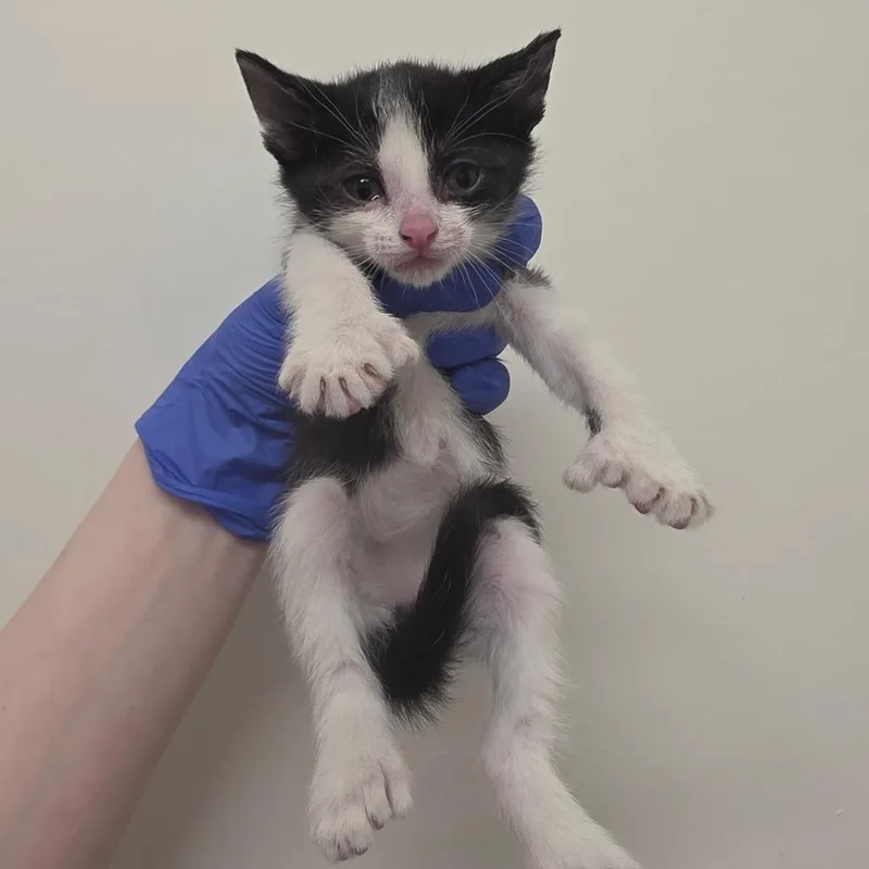 A baby small-sized female White Extra-Toes Cat / Hemingway Polydactyl cat named Penguin for adoption in Phoenix, AZ