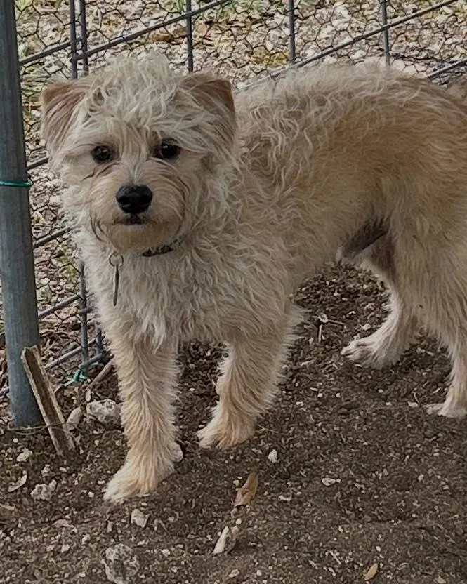 A young small-sized male Apricot / Beige Terrier dog named Rocky for adoption in Winsted, CT