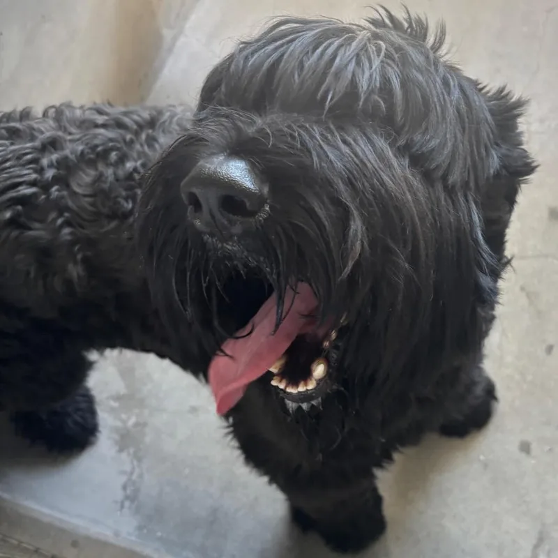 An adult medium-sized male Black Giant Schnauzer dog named Max A for adoption in Mission Hills, CA