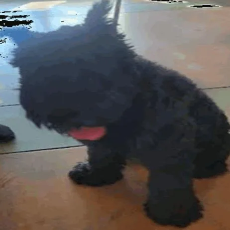 Max A thumbnail 3