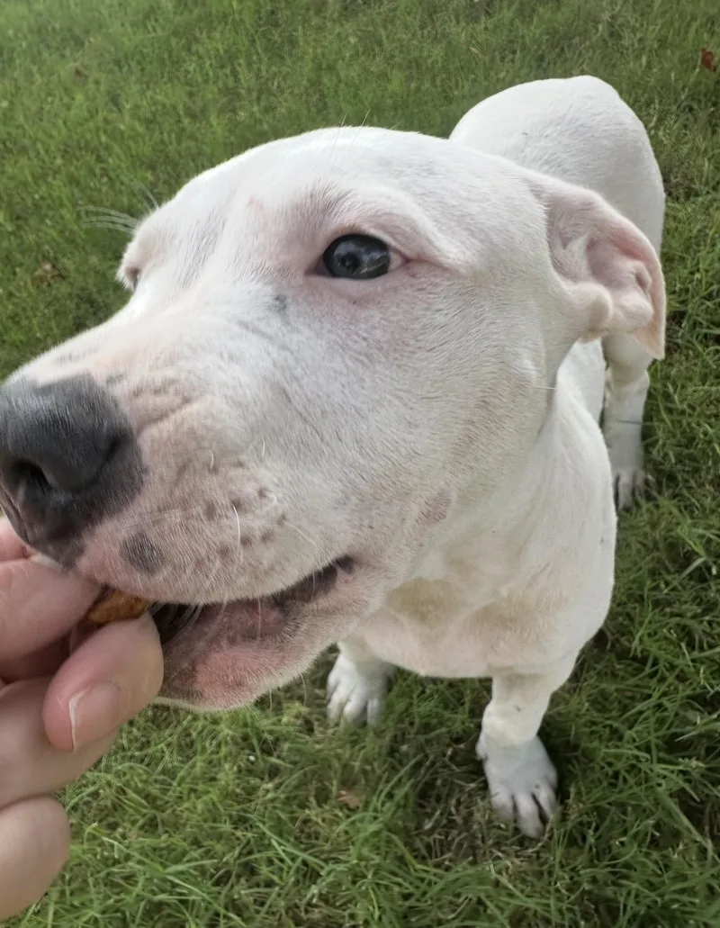 A baby large-sized male White / Cream Pit Bull Terrier dog named Ash for adoption in Pelham, NH