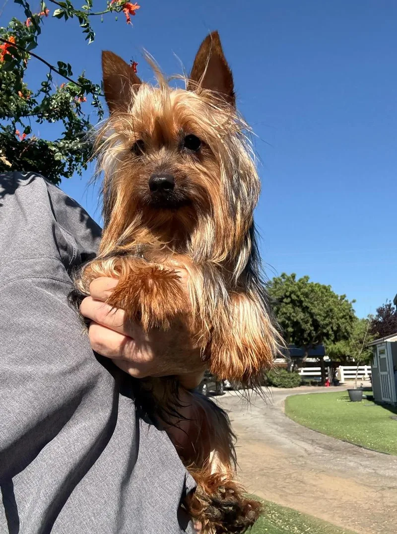 A young small-sized male Gray / Blue / Silver Silky Terrier dog named Jackson for adoption in Temecula, CA