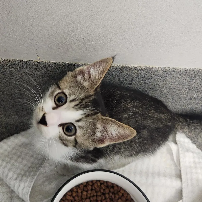 A baby small-sized male Brown / Chocolate Domestic Short Hair cat named Oboe for adoption in Brockton, MA