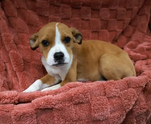 A young medium-sized female Pit Bull Terrier dog named Cricket for adoption in Thief River Falls, MN