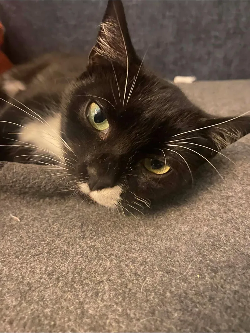 Willickers thumbnail 2