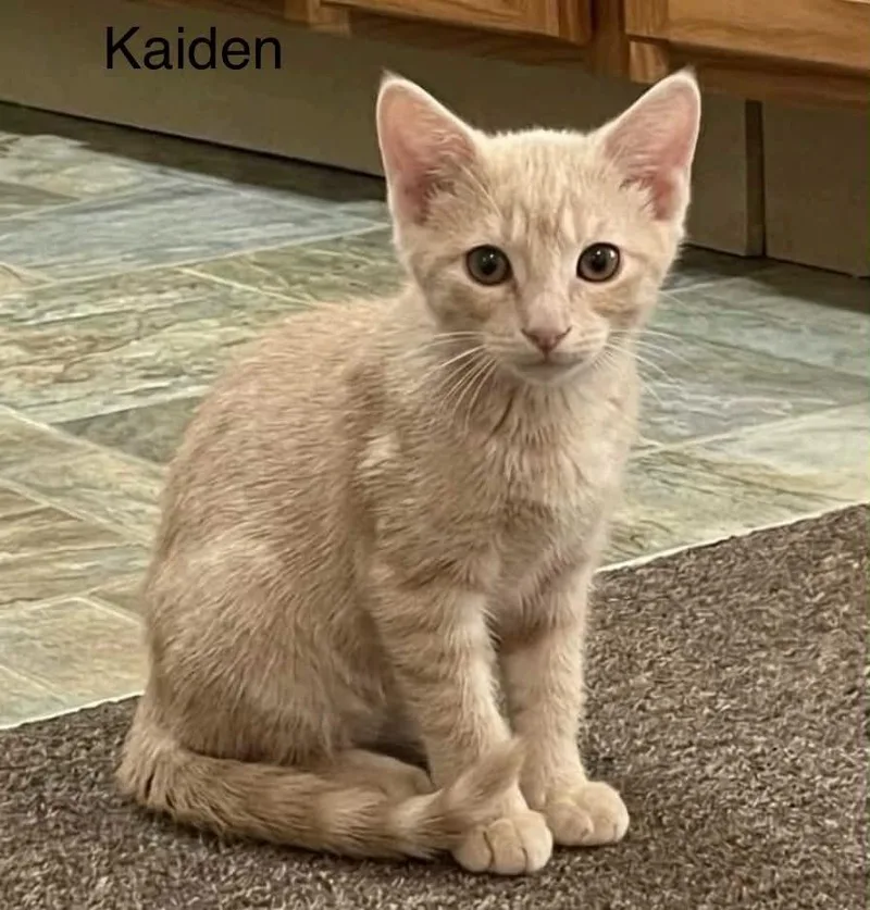 A baby medium-sized male Orange & White Tabby cat named Kaiden for adoption in Wyandotte, MI