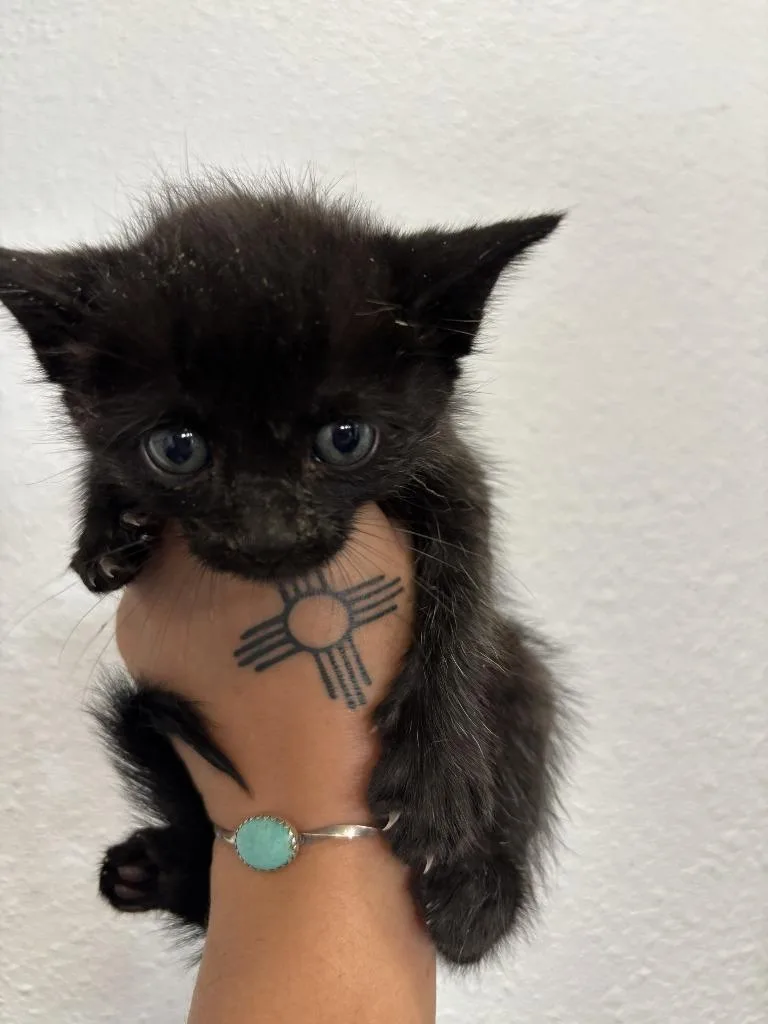A baby small-sized male Domestic Short Hair cat named Nightshade for adoption in Moriarty, NM