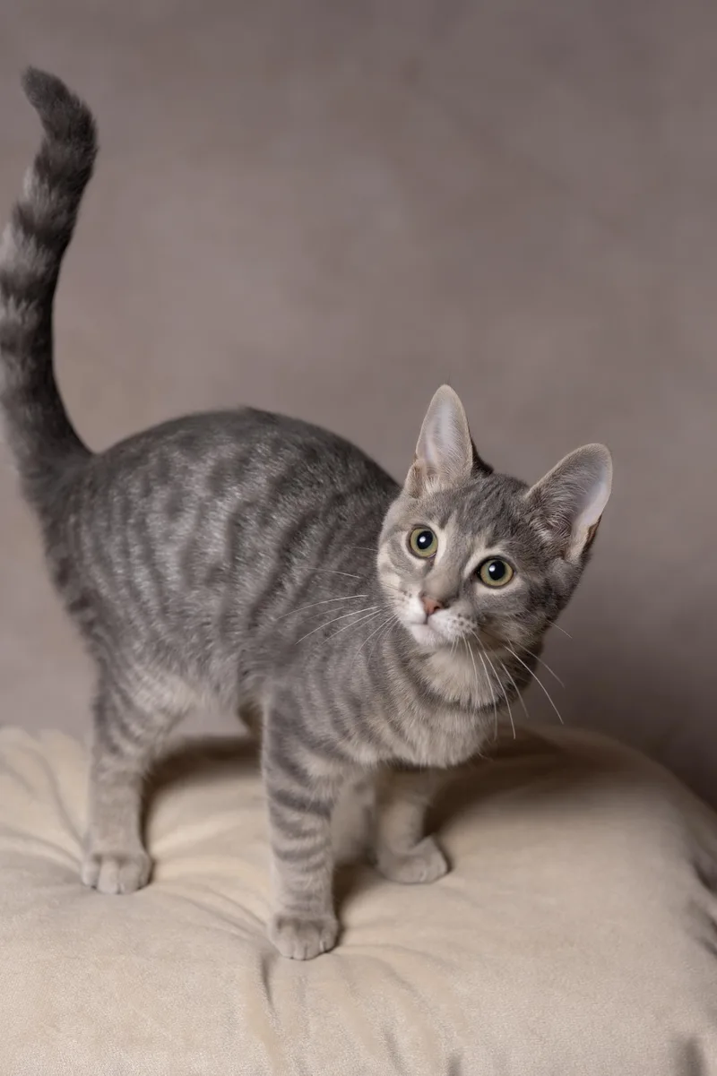 A young medium-sized male Tabby (Gray / Blue / Silver) Tabby cat named Apollo for adoption in Muncie, IN