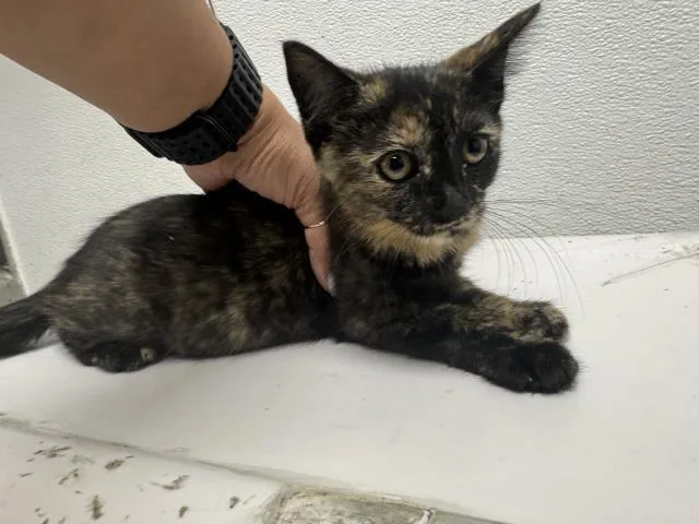 A baby small-sized female Domestic Short Hair cat named Rosemary for adoption in Los Angeles, CA