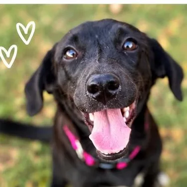 A young small-sized female Dachshund dog named Cassie for adoption in Pottsboro, TX