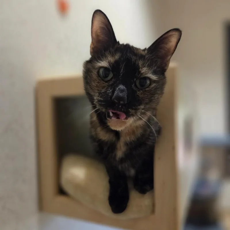 A senior medium-sized female Tortoiseshell Domestic Short Hair cat named Felicity for adoption in Ballston Spa, NY