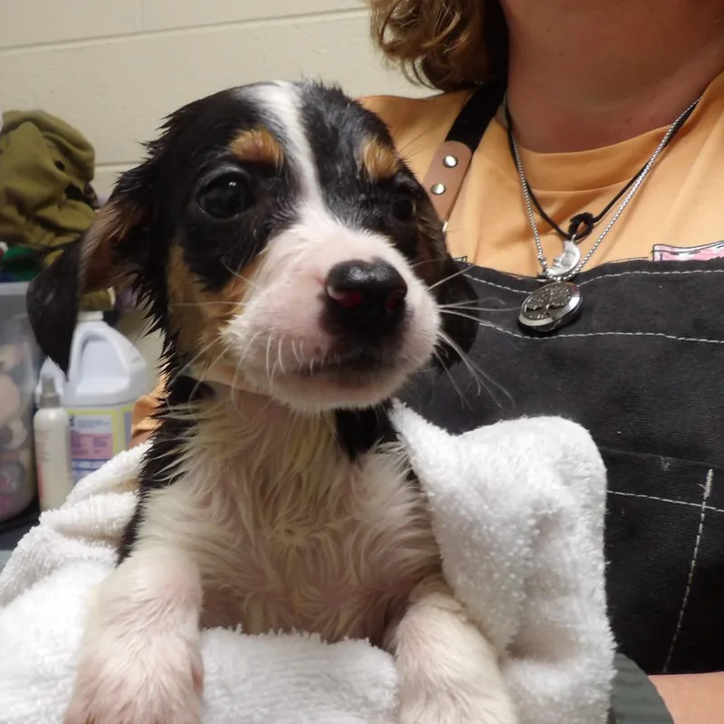 A baby small-sized male Black Mixed Breed dog named Zander for adoption in Fredericksburg, VA