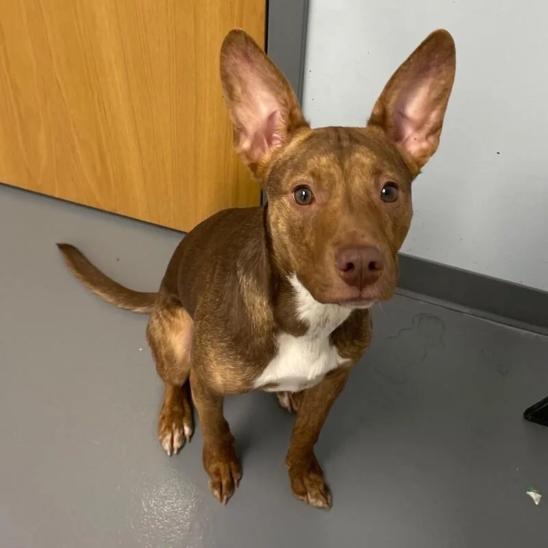 A young medium-sized male Basenji dog named Thor for adoption in Roanoke, VA